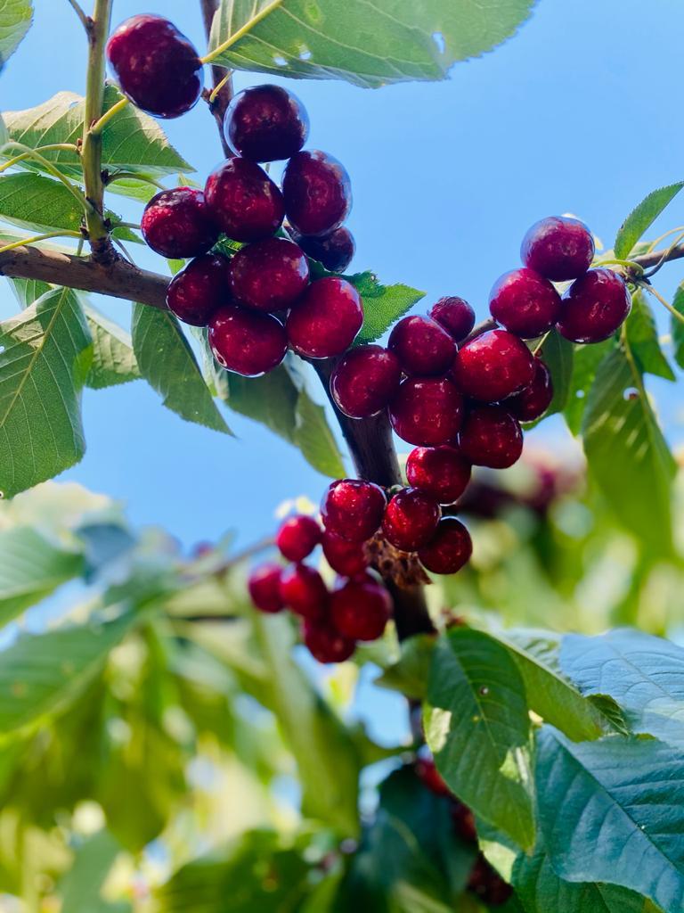 Cerezas variedad Bing en el árbol