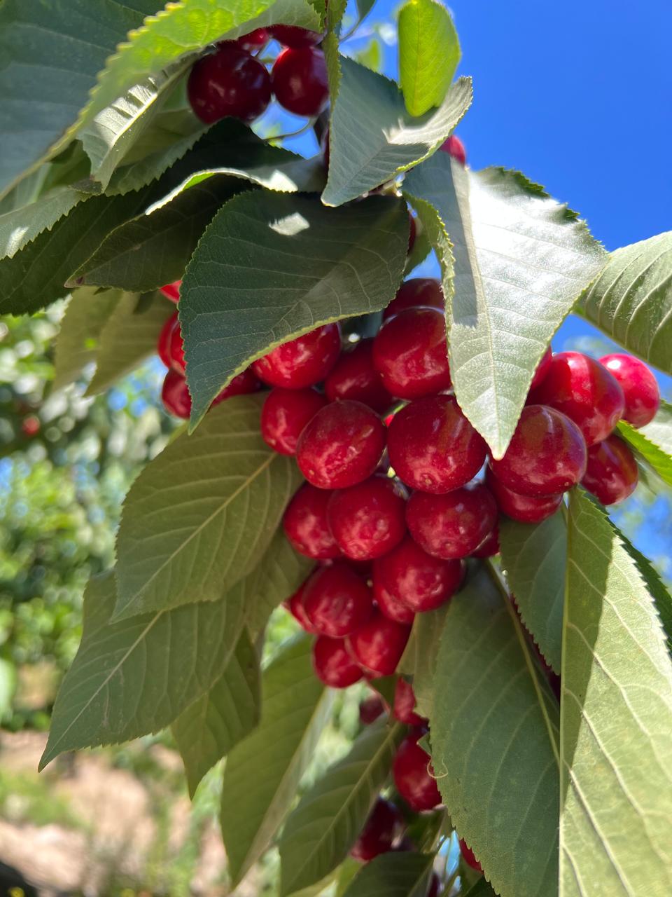 Cerezas variedad Lapins recién cosechadas