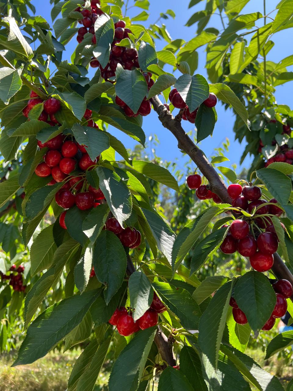 Cerezas variedad Santina