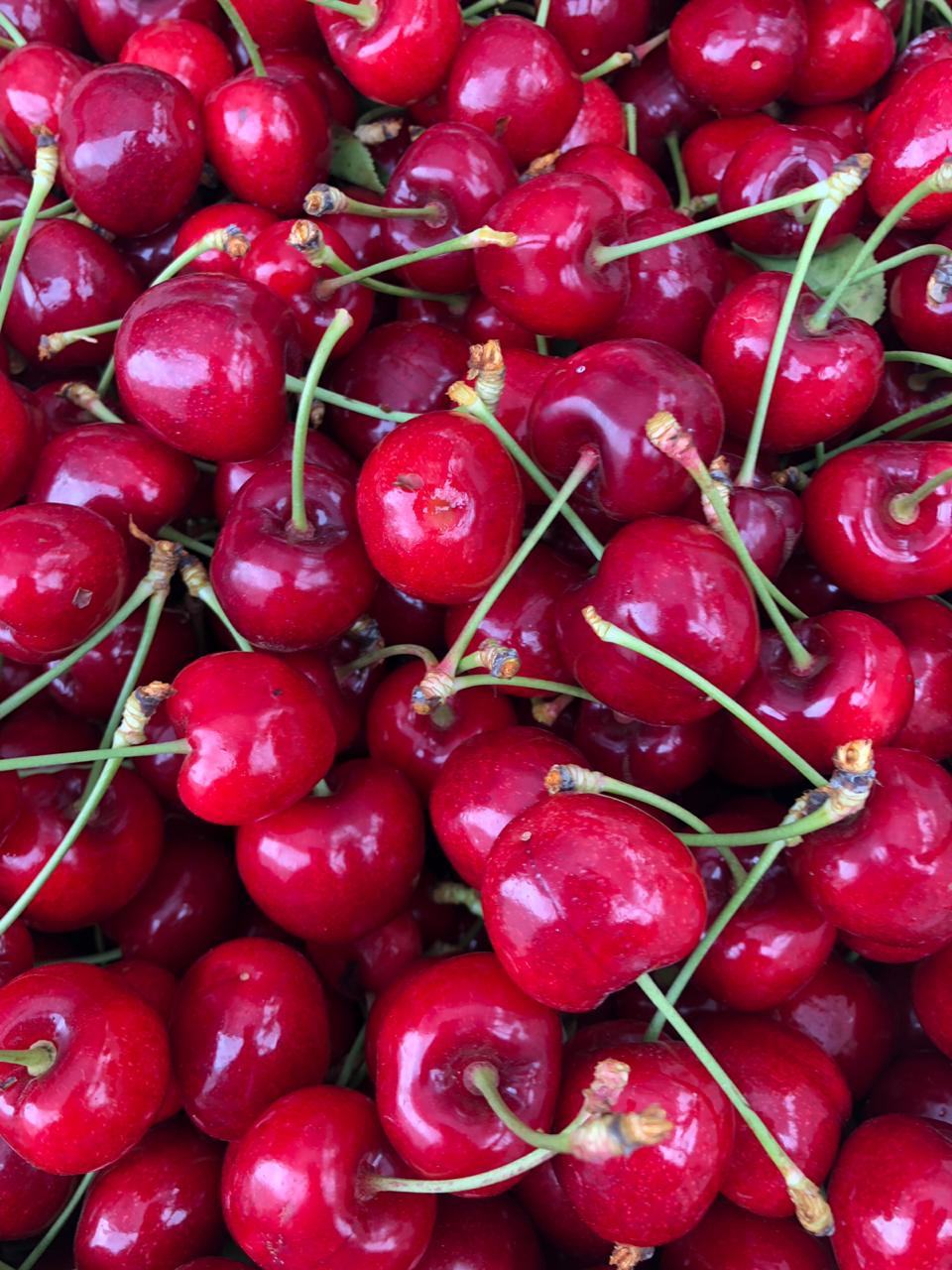 Cerezas recién cosechadas con su pedicelo