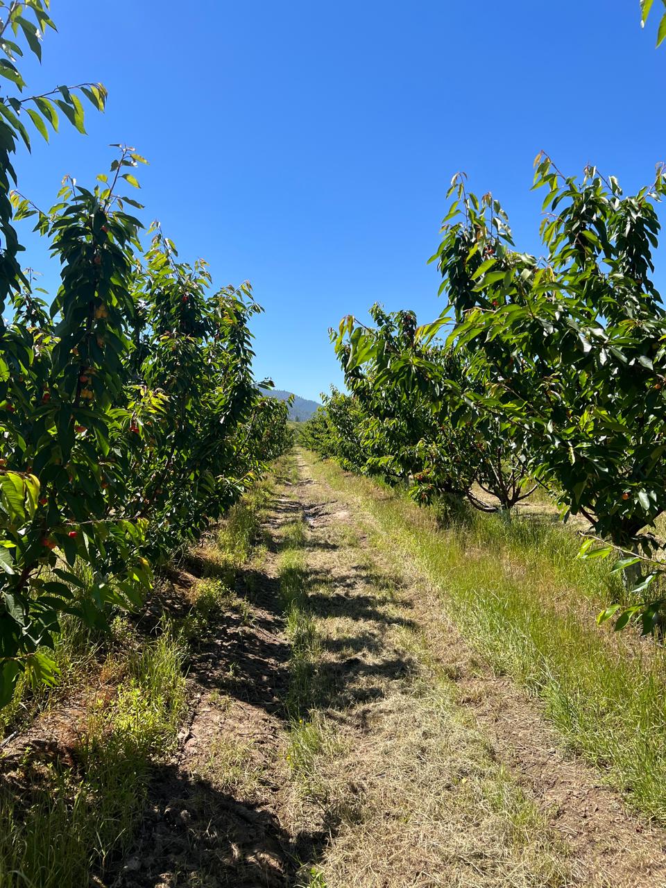 Hilera de cerezos con fruta en verano