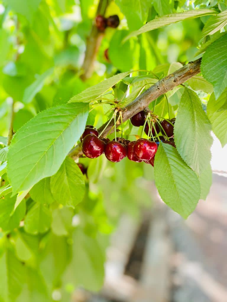 Racimo de cerezas en la rama