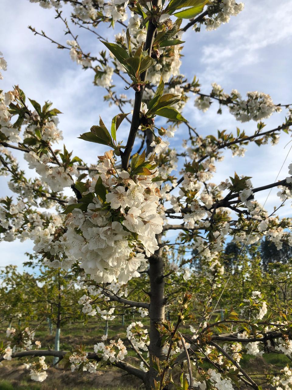 Flores de cerezo en primer plano