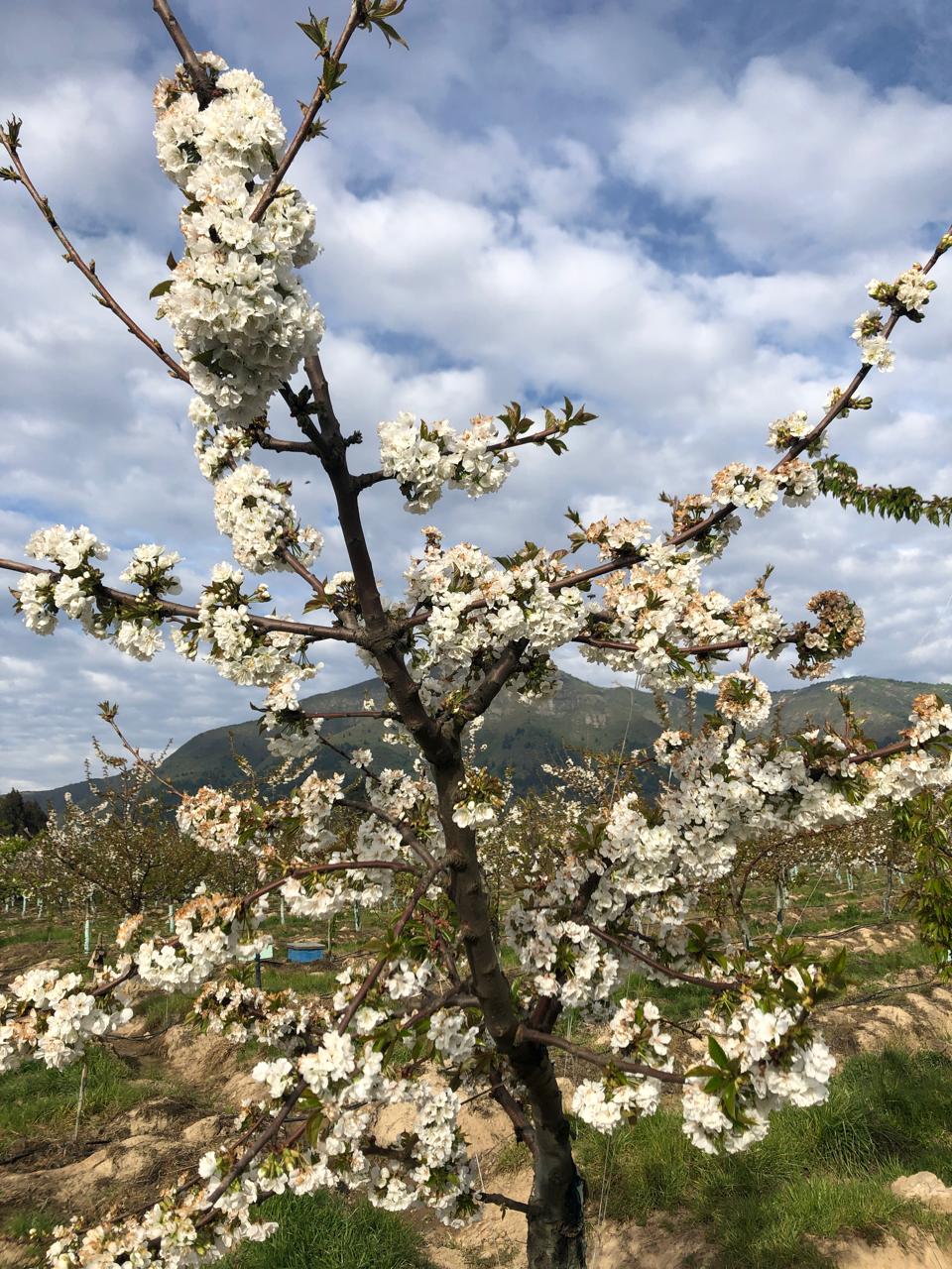 Cerezo en plena flor frente a los cerros