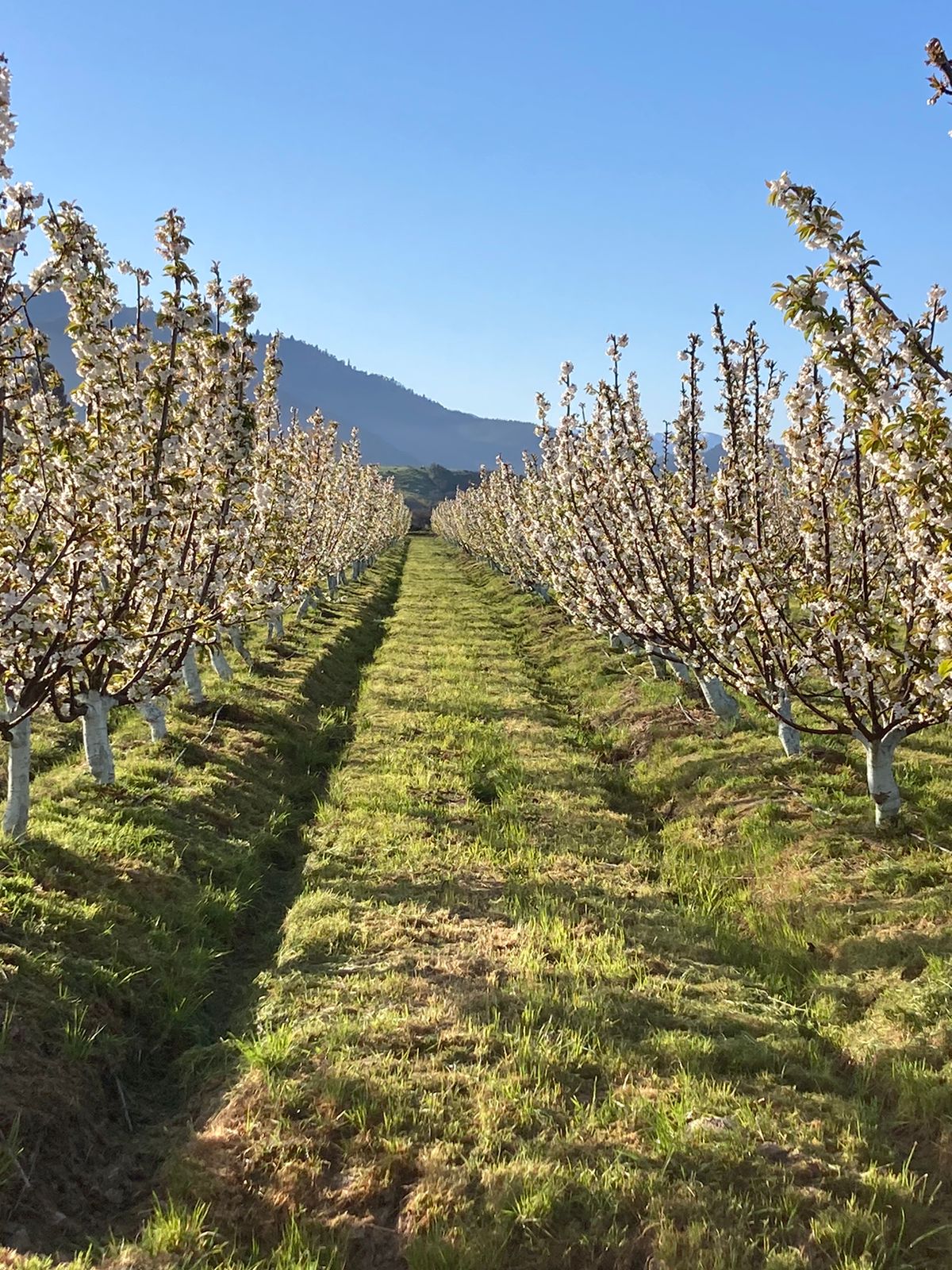 Hileras de cerezos en flor con los cerros de fondo