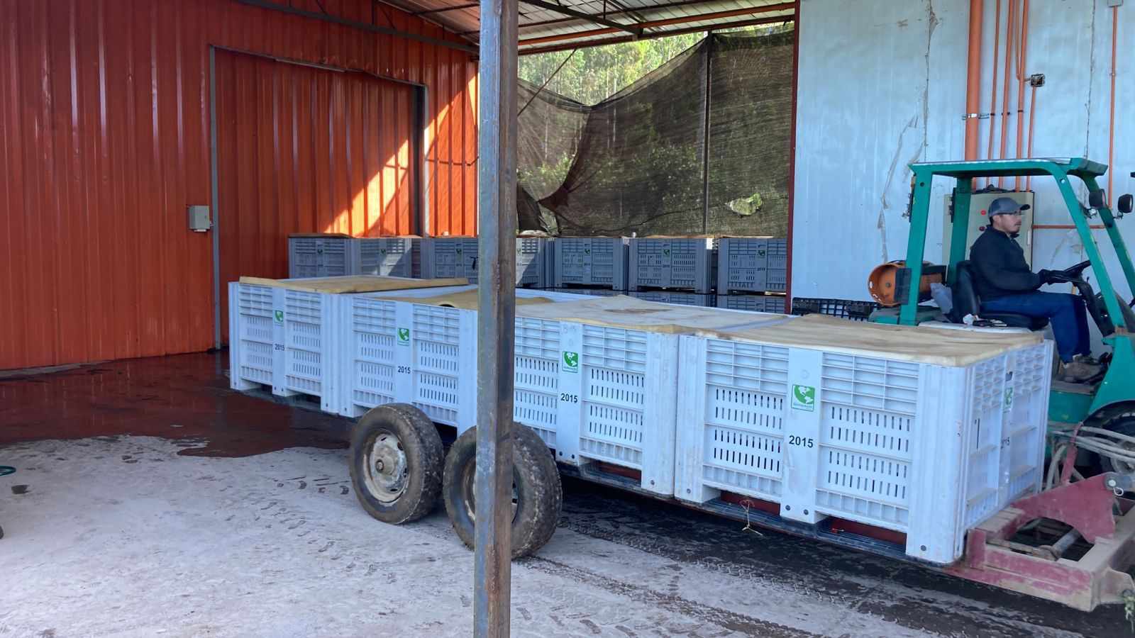 Traslado de bins de cerezas con grúa horquilla