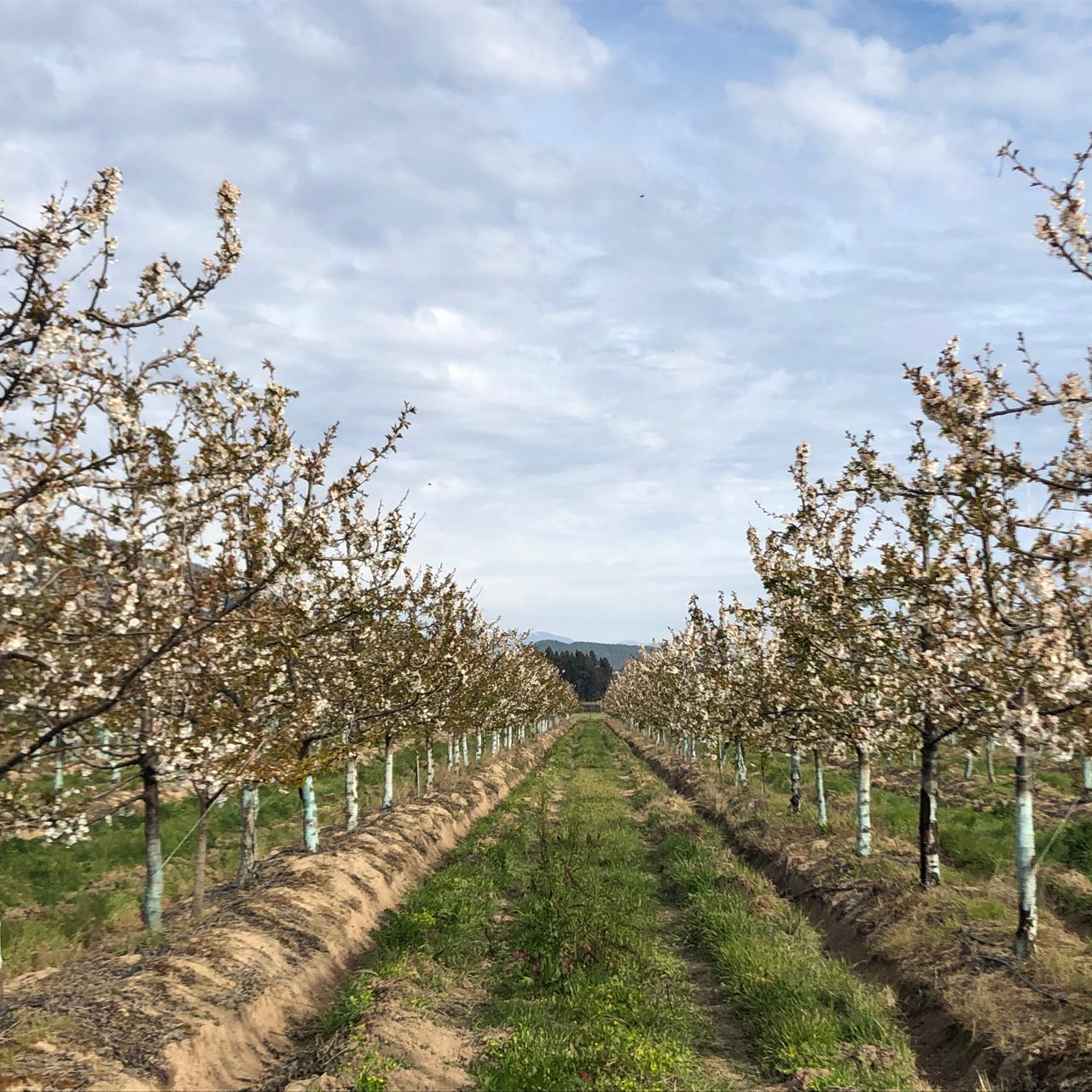 Hileras de cerezos en flor en el huerto de Agrícola Maldonado en Molina